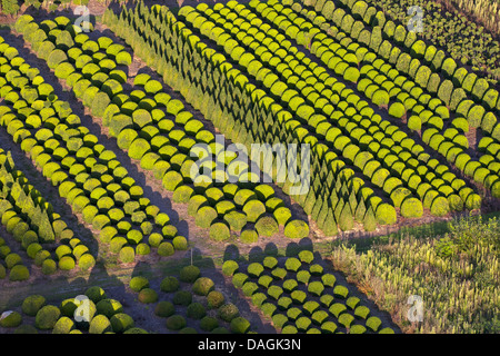 Casella di comune, bosso (Buxus sempervirens), buxus plantation, Belgio Foto Stock