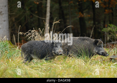 Il cinghiale, maiale, il cinghiale (Sus scrofa), due cinghiali in una radura, in Germania, in Baviera Foto Stock