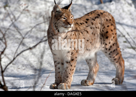 Eurasian (Lynx Lynx lynx), in piedi nella neve, in Germania, in Baviera, il Parco Nazionale della Foresta Bavarese Foto Stock