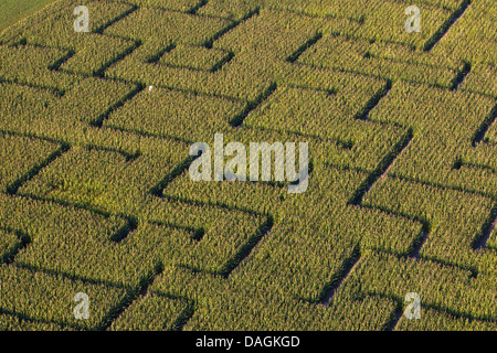 Mais indiano, mais (Zea mays), vista aerea su un labirinto in campo di mais, Belgio Foto Stock