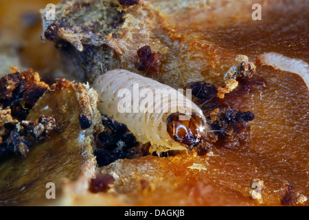 Apple tarma carpocapsa del melo, falena Codlin (Laspeyresia pomonella, Cydia pomonella, Carpocapsa pomonella), Caterpillar, Germania Foto Stock