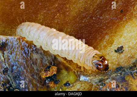 Apple tarma carpocapsa del melo, falena Codlin (Laspeyresia pomonella, Cydia pomonella, Carpocapsa pomonella), Caterpillar, Germania Foto Stock