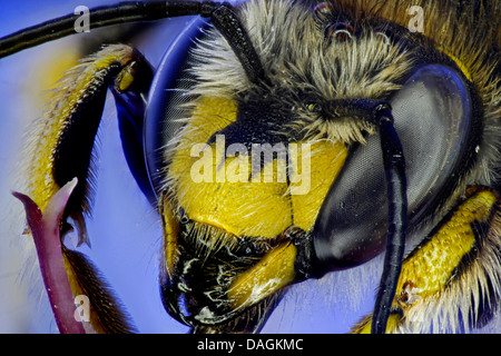 Carda lana bee (Anthidium manicatum), ritratto, Germania, Meclemburgo-Pomerania Occidentale Foto Stock