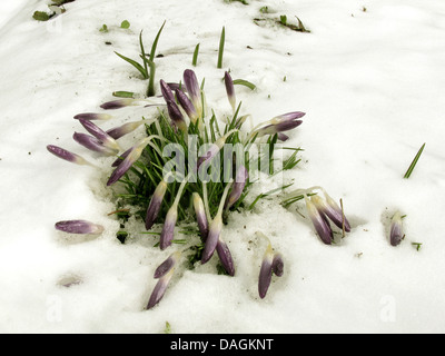 Inizio Crocus (Crocus tommasinianus), crocusses dopo la caduta di neve, Germania Foto Stock