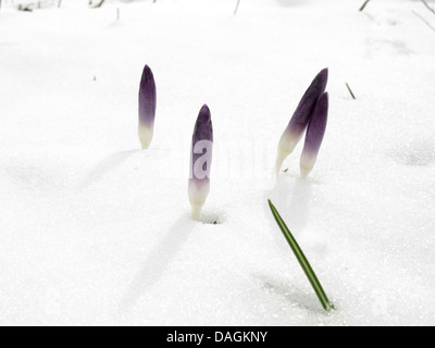 Inizio Crocus (Crocus tommasinianus), crocusses nella neve, Germania Foto Stock