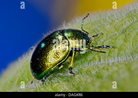 Foglia di menta beetle (Chrysolina herbacea), su una foglia, Germania, Meclemburgo-Pomerania Occidentale Foto Stock