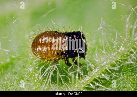 Foglia di menta beetle (Chrysolina herbacea), larva sulla foglia, Germania, Meclemburgo-Pomerania Occidentale Foto Stock