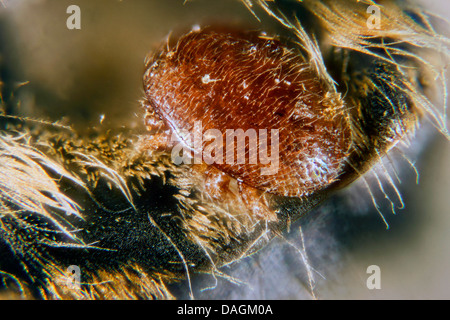 Acaro varroa (Varroa destructor, la lotta contro la Varroa jacobsoni), su un miele delle api, Germania, Meclemburgo-Pomerania Occidentale Foto Stock