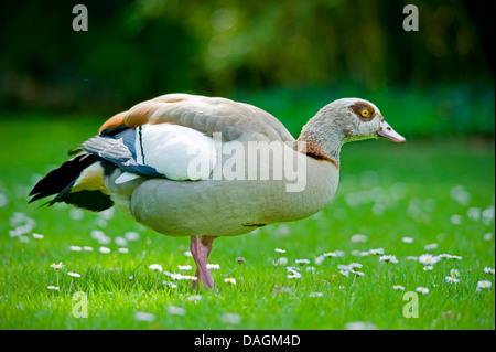 Oca egiziana (Alopochen aegyptiacus), stando in piedi in un prato, Germania Foto Stock