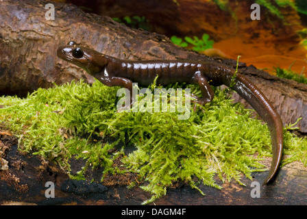 Northwestern salamander (Ambystoma gracile), sul muschio Foto Stock