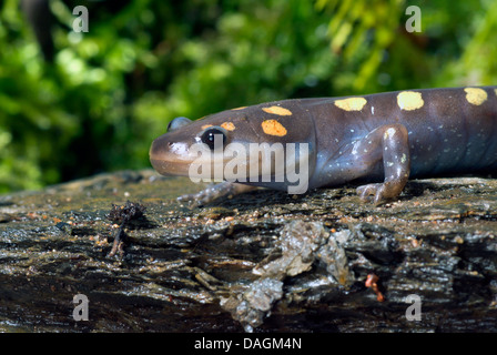Salamandra pezzata (Ambystoma maculatum), ritratto Foto Stock