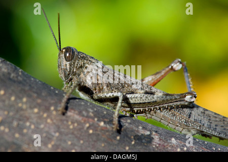 Grasshopper egiziano (Anacridium aegyptium, Anacridium aegypticum), su un ramo Foto Stock