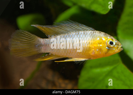 Ombrello dwarf Cichlid (Apistogramma borellii), femmina, Brasilia, Mato Grosso Foto Stock