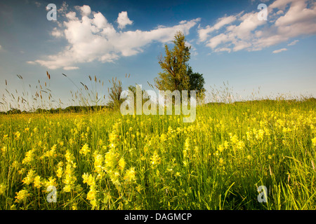 Maggiore giallo-battito (Rhinanthus angustifolius, Rhinanthus serotinus), marsh prato con giallo-rattle, Belgio Fiandre Foto Stock