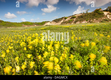 Maggiore giallo-battito (Rhinanthus angustifolius, Rhinanthus serotinus), marsh prato con giallo-battito nel vento, Belgio Fiandre Foto Stock
