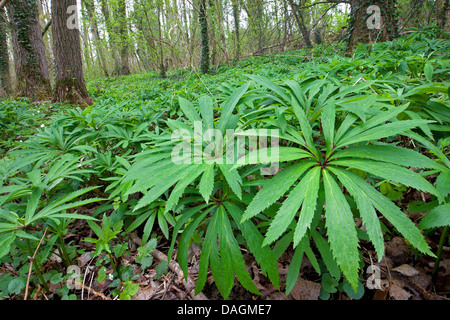 Veratro verde (Helleborus viridis), in una foresta, Belgio Fiandre Foto Stock