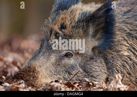 Cinghiale, maiale (Sus scrofa), che giace stanco sul suolo della foresta, Belgio Foto Stock