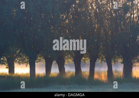 Willow, vimini (Salix spec.), fila di pollard salici, Belgio Foto Stock