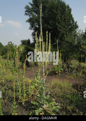 Argento (mullein Molène bombyciferum), fioritura Foto Stock