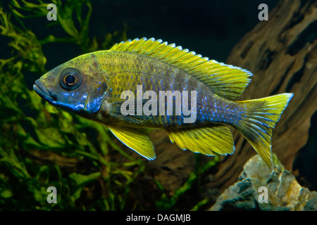 Il lago Malawi cichlid butterfly, Fairy cichlid (jacobfreibergi Aulonocara Mamelela), Mamelela Foto Stock