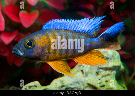 Il lago Malawi cichlid butterfly, Fairy cichlid (Aulonocara jacobfreibergi Eureka), Eureka Foto Stock
