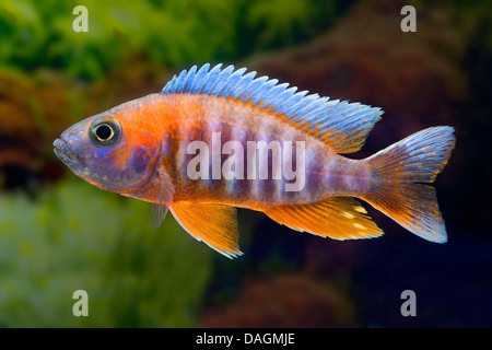 Il lago Malawi cichlid butterfly, Fairy cichlid (Aulonocara jacobfreibergi Eureka), Eureka Foto Stock