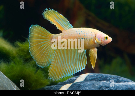Siamese fighting fish, Siamese fighter (Betta splendens Albicocca), albicocca Foto Stock
