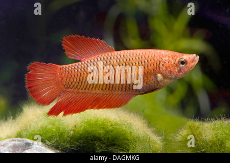 Siamese fighting fish, Siamese fighter (Betta splendens Rot), femmina, rosso Foto Stock