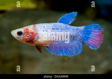 Mano con spugna blu per la pulizia della parete in vetro dell'acquario sul  lato Foto stock - Alamy