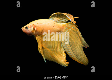 Siamese fighting fish, Siamese fighter (Betta splendens Rot), giallo morph Foto Stock