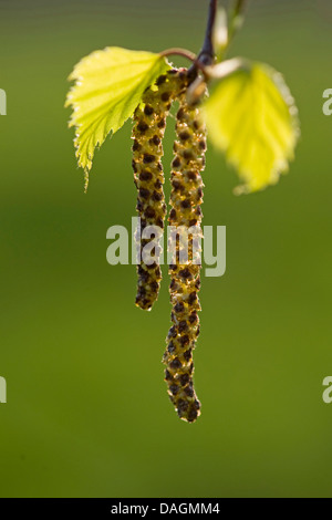 Roverella (betulla Betula pubescens), maschio amenti, Germania Foto Stock