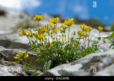 Alpine-birdsfoot trefoil (Lotus alpinus), fioritura tra rocce, Germania Foto Stock