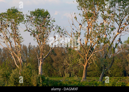 Cormorano (Phalacrocorax carbo), colonia nidificazione su un albero, Belgio, Bourgoyen-Ossemeersen Foto Stock