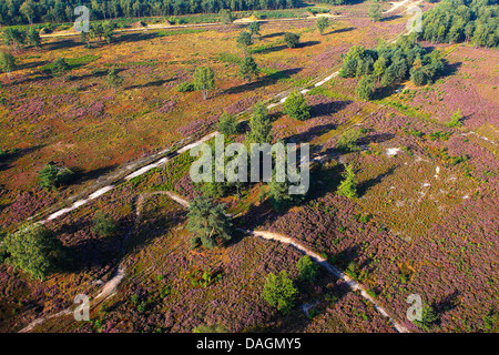 Comune di erica, Ling, Heather (Calluna vulgaris), vista aerea di heath, Belgio, Limburg Foto Stock