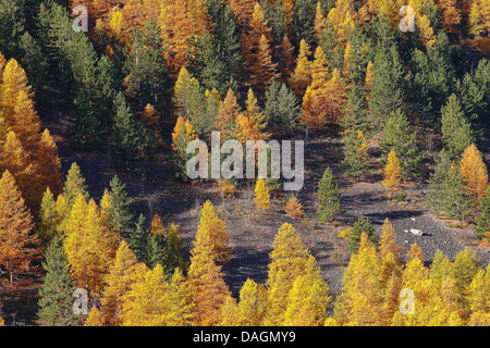 Larice comune, EUROPEE Larice (Larix decidua, Larix europaea), bosco di larici in autunno nel sole di sera, Francia Foto Stock