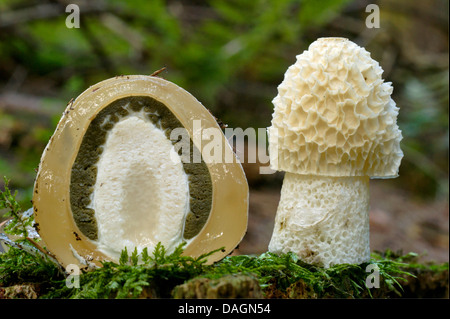 Stinkhorn (Phallus impudicus), giovani stinkhorn e uno a fette, in Germania, in Renania settentrionale-Vestfalia, Bergisches Land Foto Stock