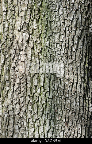 L'acero campestre, acero comune (Acer campestre), corteccia, Germania Foto Stock