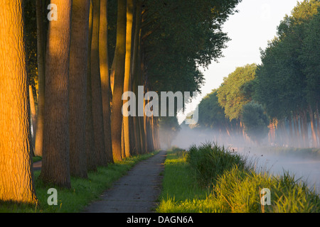 Aspen, Pioppo (Populus spec.), pioppi fodera un canal, Belgio Fiandre Foto Stock