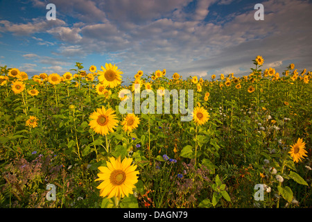 Comune di girasole (Helianthus annuus), sunflowerfield, Paesi Bassi Foto Stock