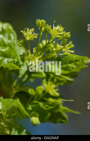 L'acero campestre, acero comune (Acer campestre), blooming twig, Germania Foto Stock