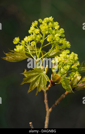 Norvegia (acero Acer platanoides), filiale di fioritura, Germania Foto Stock