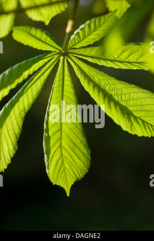 Comune di ippocastano (Aesculus hippocastanum), foglia in presenza di luce solare, Germania Foto Stock