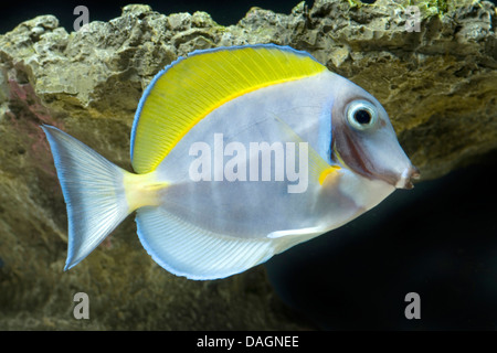 Powderblue surgeonfish (Acanthurus leucosternon) Foto Stock