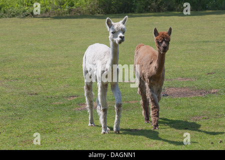 Alpaca (Vicugna pacos). Hembra o femmine, recentemente ha avuto il loro taglio annuale, troncare del loro vello, attraversando a piedi un paddock. Foto Stock