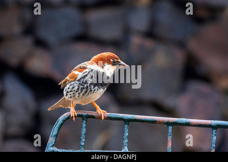 Passera sarda (Passer hispaniolensis), seduto su una ringhiera, Isole Canarie Lanzarote Foto Stock