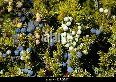 Il ginepro comune, massa ginepro (Juniperus communis), rami con frutti di bosco, Svizzera Vallese, Oberwallis Foto Stock