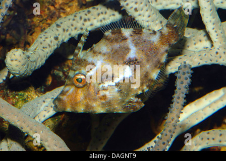 Setole di coda-file-pesce (Acreichthys tomentosus), tra i tentacoli di un anemone marittimo Foto Stock