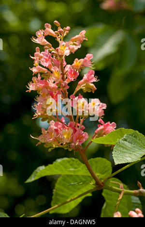 Red ippocastano, rosa ippocastano (Aesculus x carnea, Aesculus carnea), filiale di fioritura, Germania Foto Stock