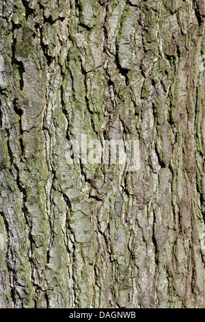 Ontani neri, ontano nero, europeo (ontano Alnus glutinosa), corteccia, Germania Foto Stock