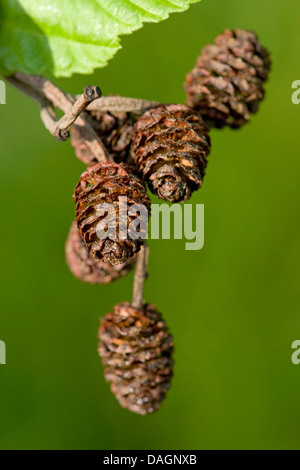 Ontano grigio, annoso ontano, screziato alder (Alnus incana), coni, Germania Foto Stock